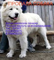 Пропала собака Белая кавказская овчарка В районе 40 станции 