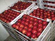 Польские яблоки напрямую от производителя