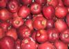 Яблоки продам,  	Овоще-бахчевые культуры 