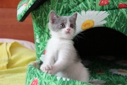 Продам Британских плюшевых котят отличной окраски и родословной