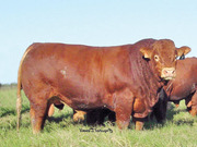 Мясное животноводство крупный рогатый скот из Франции