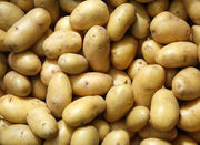 Продам картошку урожая 2015г.