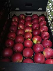 Продаю яблоки из Польши